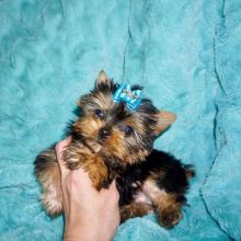 Lovely Ckc Teacup Yorkie Puppies For Rehoming (306) 500-3579 Image eClassifieds4U