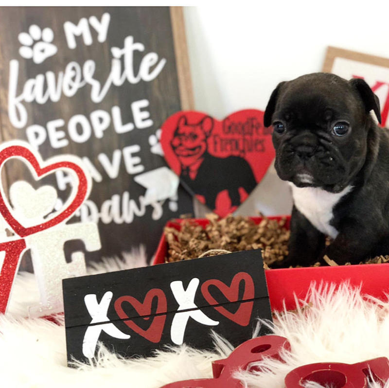 Male and female French bulldog - puppies for rehoming (306) 500-3579 Image eClassifieds4u