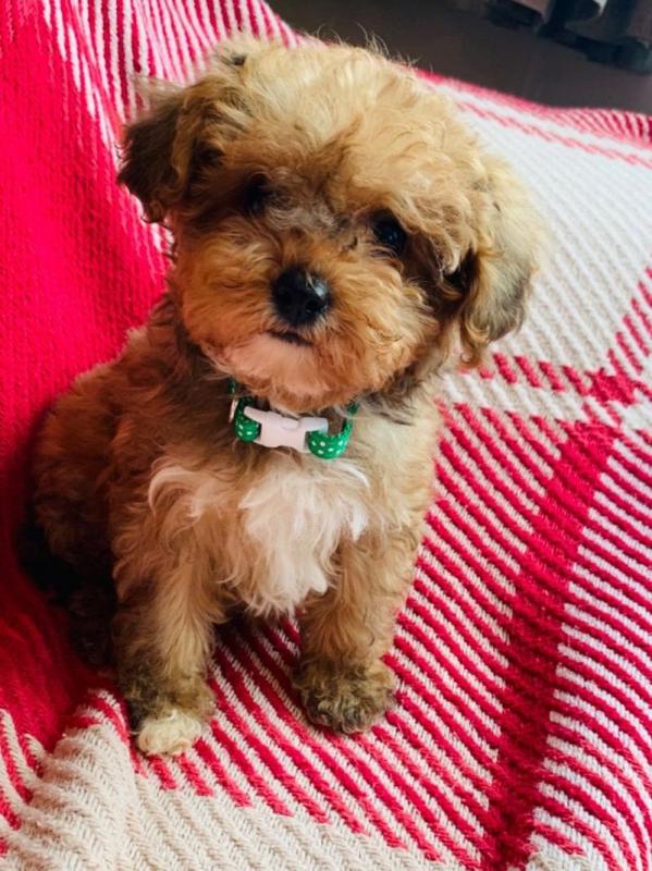 Playful Cavopoo puppies ready now,(306) 500-3579 Image eClassifieds4u