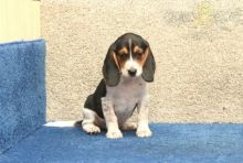 Beagle Puppies ♥️