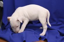 Beautiful White Bull terrier puppies.