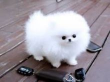 Best White Home Trained Pomeranian Puppies