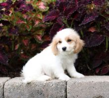 CBCA Reg'd Cavachon Puppies