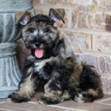 Miniature Schnauzer (Boy & Girl)