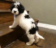 Portuguese Water Dog Puppies For Rehoming