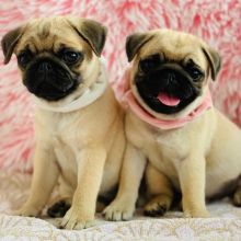 Pug Puppies Ready Now For Adoption