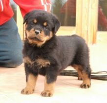 Rottweiler puppies. Male and female