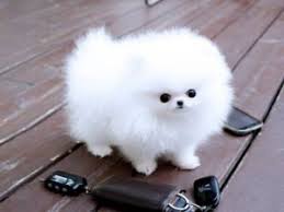 Best White Home Trained Pomeranian Puppies Image eClassifieds4u