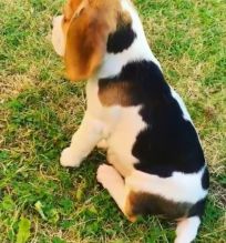 Beautiful, Beagle puppies for rehoming Image eClassifieds4U