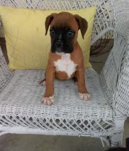 Boxer (Boy & Girl) Image eClassifieds4U