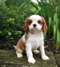 Cavalier King Charles Spaniel Puppies ♥️ Image eClassifieds4U