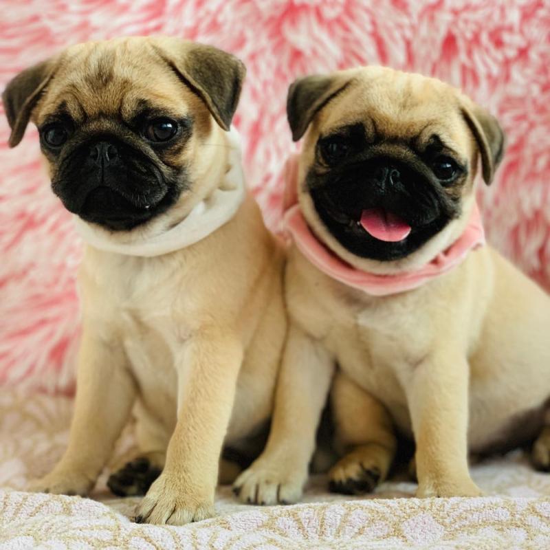 Pug Puppies Ready Now For Adoption Image eClassifieds4u