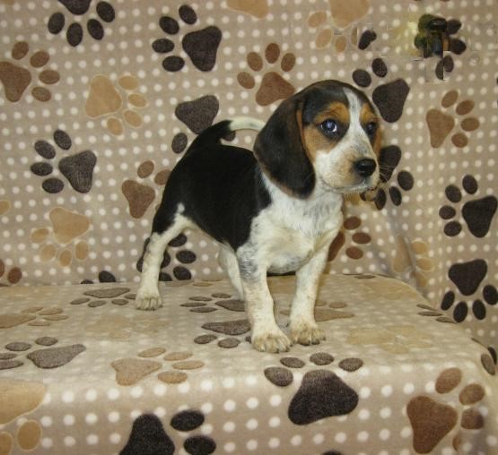 Top Quality Beagles Image eClassifieds4u