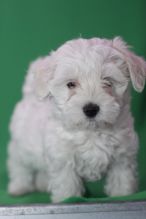Affectionate Maltese puppies,
