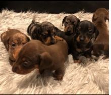 beautiful Dachshund puppy