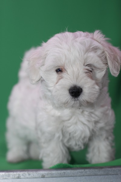 Affectionate Maltese puppies, Image eClassifieds4u