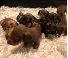 beautiful Dachshund puppy Image eClassifieds4U