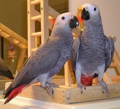 Top quality African Grey parrots Image eClassifieds4u