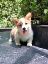 corgi puppies for loving and caring home (306) 500-3579