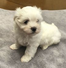 Cute male and female Maltese Puppies available