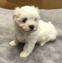 Maltese puppies ready for adoption