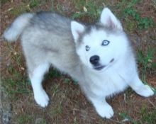 Siberian Husky puppies for free adoption