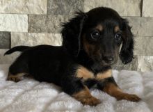 super adorable Dachshund - Miniature Puppies (306) 500-3579
