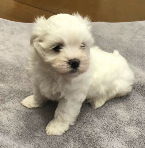 Cute male and female Maltese Puppies available Image eClassifieds4u