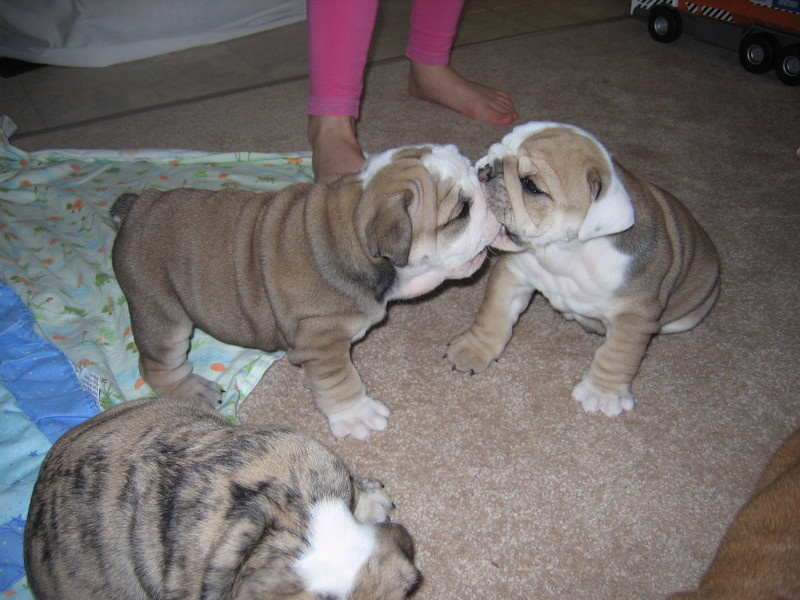 English bulldog puppies for you Image eClassifieds4u