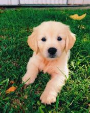 male and female Golden Retriever puppies available Image eClassifieds4U