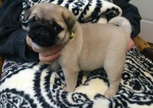 male and female pug puppies for rehoming Image eClassifieds4U