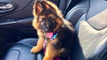 These German Shepherds puppies are available now Image eClassifieds4U