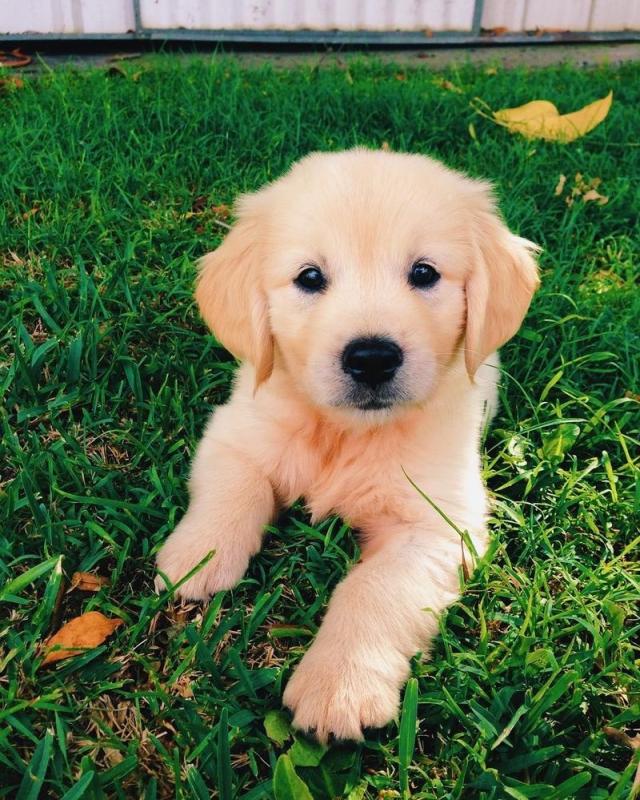 male and female Golden Retriever puppies available Image eClassifieds4u