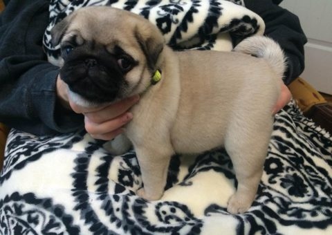 male and female pug puppies for rehoming Image eClassifieds4u