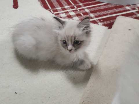 🎅EXtra cute💖 Ragdoll Kittens Image eClassifieds4u