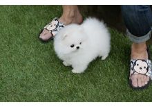 (FREE)Teacup Pomeranian Puppies for Adoption into Good homes Only