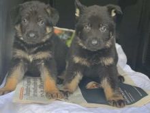 Outstanding German Shepherd puppies Ready