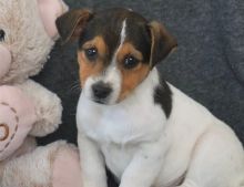 2 Quality Jack Russell Terrier puppies