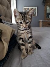 Adorable Bengal kittens available