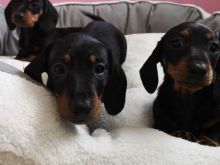 Adorable Miniature Dachshund puppies Available For New Home