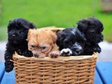 Amazing Havanese Puppies Available