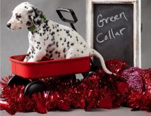 Beautiful KC registered Dalmatian puppies available