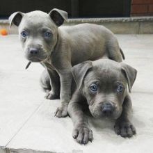 Cute blue nose pitbull puppies for adoption