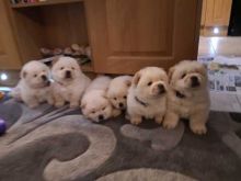 Cute Chow Chow Puppies Available