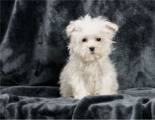 cute Maltese puppies