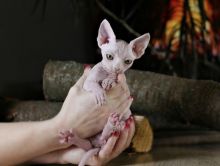 Cute sphynx kittens