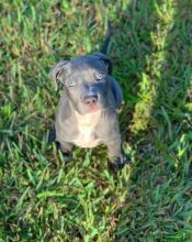 Dazzling Blue Nose Pitbull puppies available for adoption