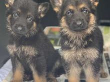 German Shepherd Puppies*** 1 Boy & 1 Girl *** READY NOW