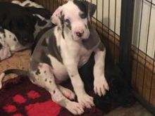 Great Dane Puppies For Adoption