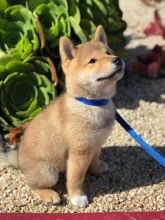 Healthy shiba Inu puppies for rehoming